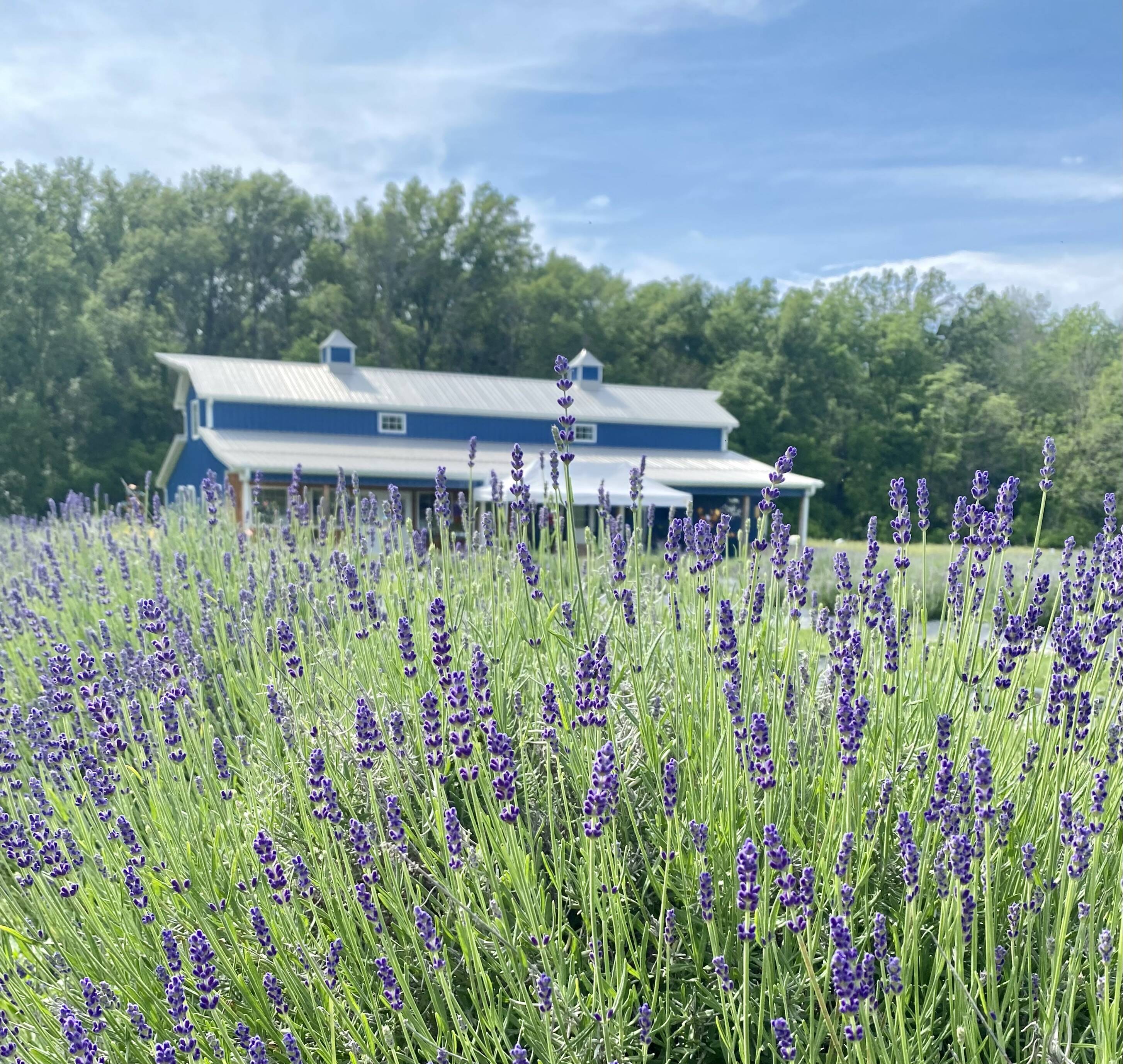 Visit Missouri's largest lavender farm in Centralia, MO